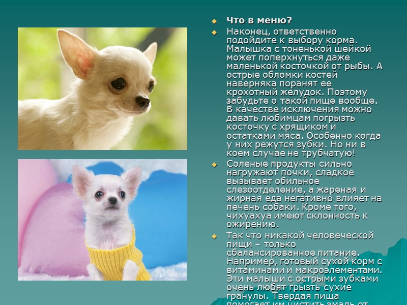Что в меню? Наконец, ответственно подойдите к выбору корма. Малышка с тоненькой шейкой может Что в меню? Наконец, ответственно подойдите к выбору корма. Малышка с тоненькой шейкой может